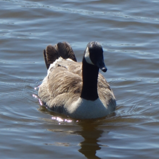 Picture of a Goose